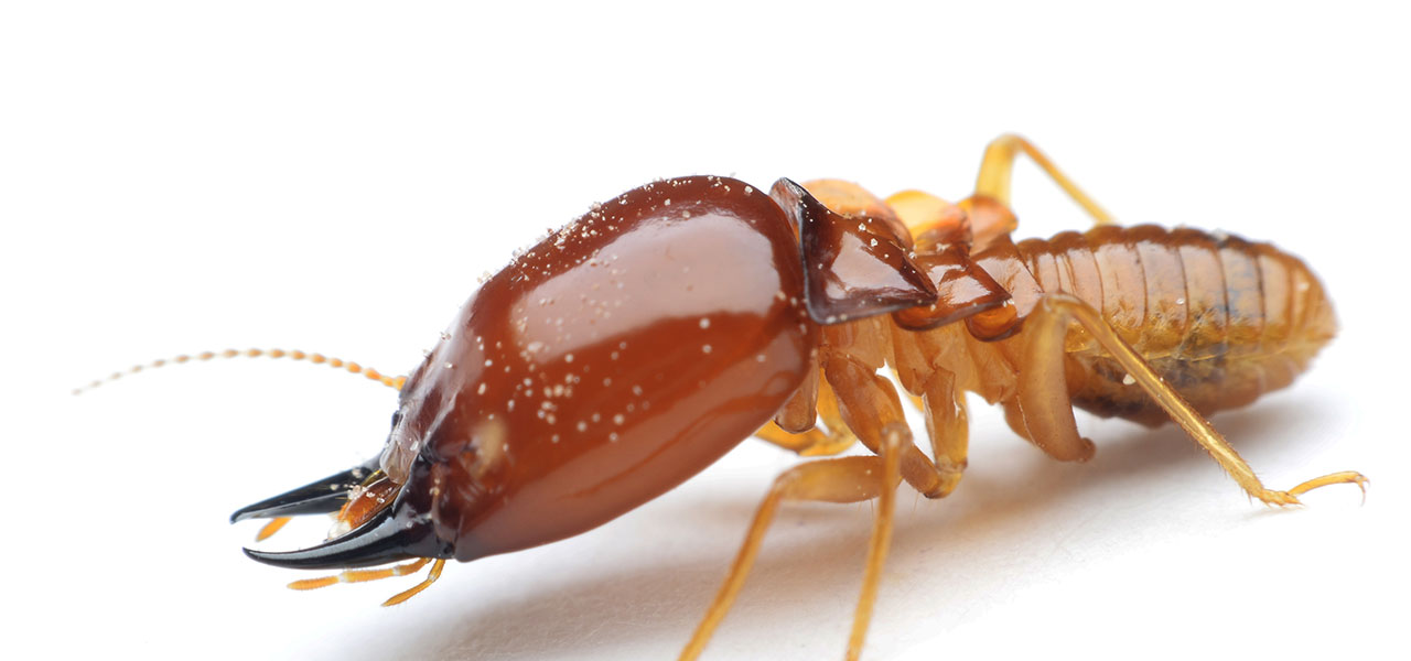 Pillar SC Intrinsic Brand fungicide